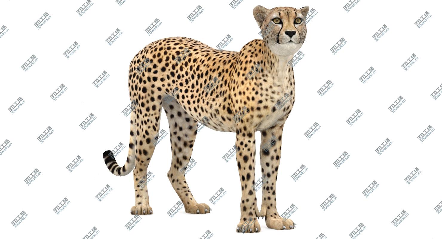 images/goods_img/2021040233/Cheetah Animated 3D model/4.jpg